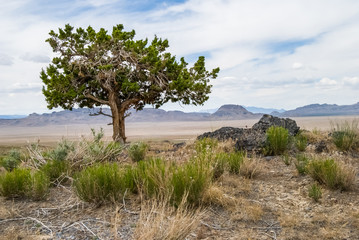 Fototapeta na wymiar Shade. Single tree in open, hot desert in western Utah