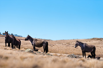 Iconic wild horses in Kosciuszko National Park, NSW, Australia