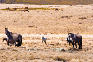 Iconic wild horses in Kosciuszko National Park, NSW, Australia
