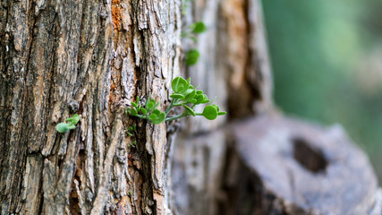 Young green shoots on the trunk of an old tree on a September day in Texas City Park