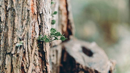 Young green shoots on the trunk of an old tree on a September day in Texas City Park