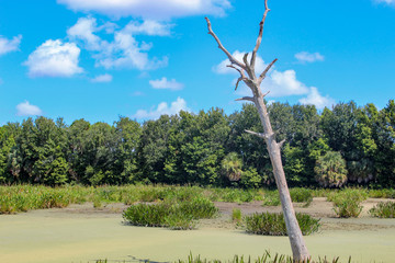 wetlands in Florida during a drought