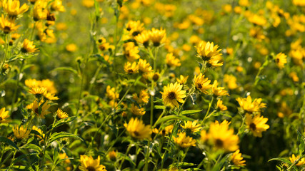 Yellow flowers on a sunny September evening in Texas City Park