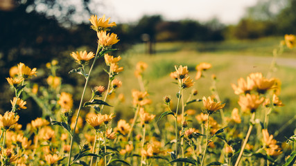 Obraz premium Yellow flowers on a sunny September evening in Texas City Park