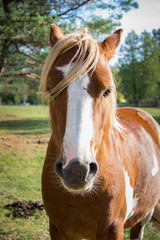 A beautiful bay horse is standing and looking forward.
