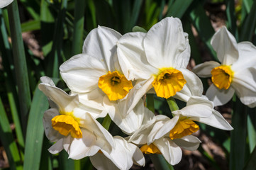 Obraz na płótnie Canvas White Daffodil Detail