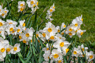 White Daffodils