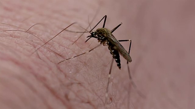Macro close up of small female mosquito biting the skin of a person. Mosquito bite close up. Bug bite. Human blood sucker. 