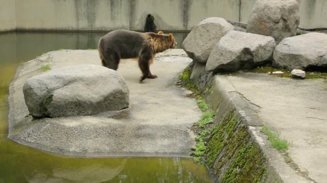 Single brown bear in zoo 