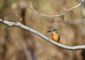 止まり木のカワセミ