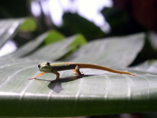 Gecko on Palm