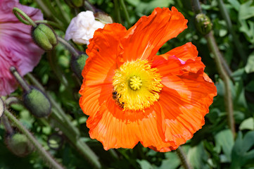 Orange Poppy With Bee on Side
