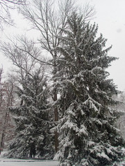 fir tree covered with first snow