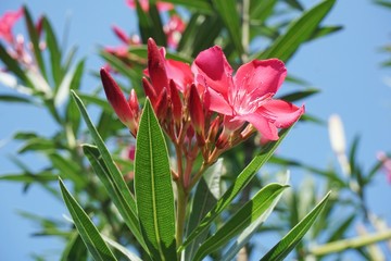pink nerium oleander flower in nature garden