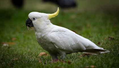 Sulphur-crested cockatoo seen in Sydney Australia at the Royal Botanic Garden