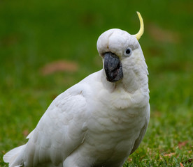Sulphur-crested cockatoo seen in Sydney Australia at the Royal Botanic Garden