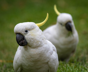 Sulphur-crested cockatoo seen in Sydney Australia at the Royal Botanic Garden