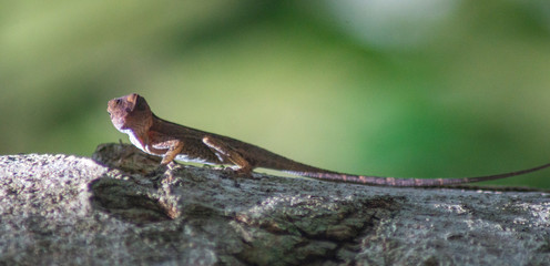 Gecko