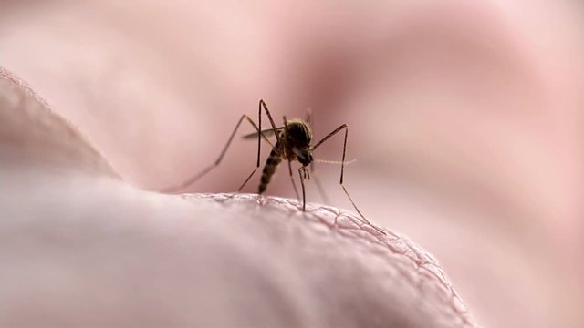 Mosquito macro close up sucking blood from skin. Mosquito bite transmitting dengue fever, malaria, yellow fever and zika virus. Parasitic disease health care concept. 