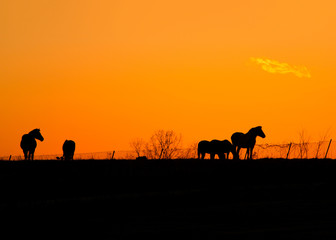 Silhouette of Horses at Sunset