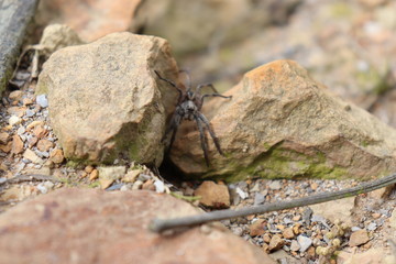 Araña entre rocas