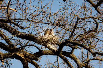 Baby Owls in nest Front On