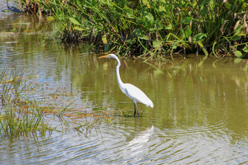 great white egret in swamp