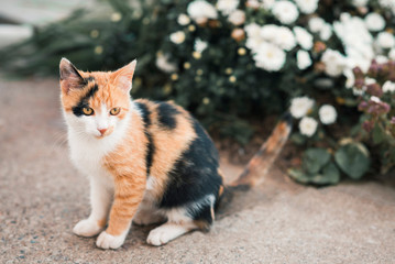 Cute colorful pussycat in garden
