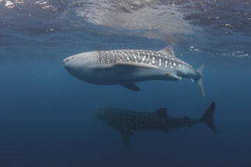 Fototapeta premium Double Whale Sharks