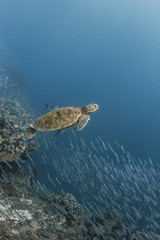 Obraz na płótnie Canvas Sea Turtle & Fish