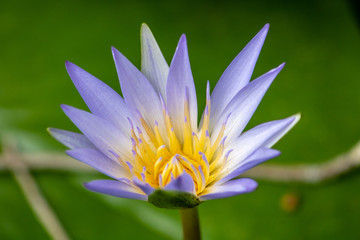 water lily