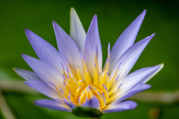 water lily