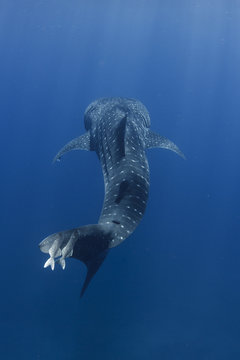 Whale Shark & Remora