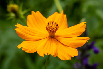 Bright yellow flower