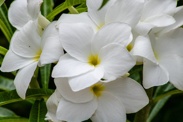 Fototapeta premium White plumeria