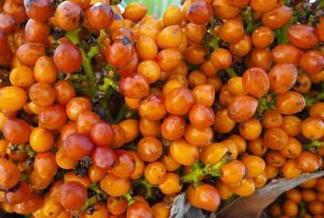 ripe orange berries (fruits) palm trees, close-up texture