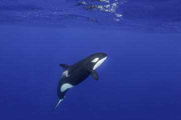 Killer whales swimming in the blue Pacific Ocean offshore from the North Island, New Zealand. © wildestanimal