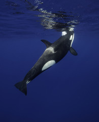 Killer whales swimming in the blue Pacific Ocean offshore from the North Island, New Zealand. © wildestanimal
