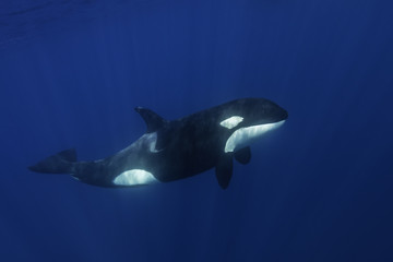Killer whales swimming in the blue Pacific Ocean offshore from the North Island, New Zealand. © wildestanimal