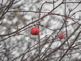 red berries in snow