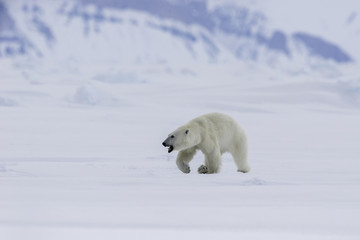 Obraz na płótnie Canvas Polar bear on the ice floes of Lancaster Sound, Northern Baffin Island, Canadian Arctic.