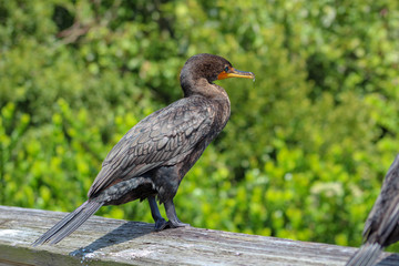 cormorant in Florida swamp with teal eyes