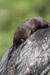 cormorant in Florida swamp with teal eyes