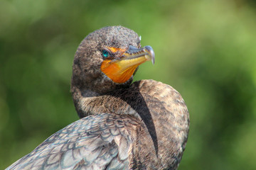 cormorant in Florida swamp with teal eyes