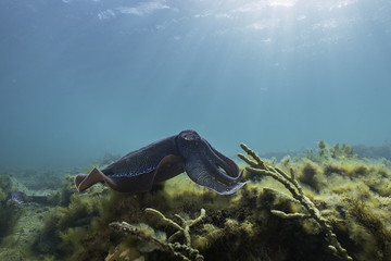 Giant cuttlefish during the mating and migration season for these animals, Point Lowly, South...