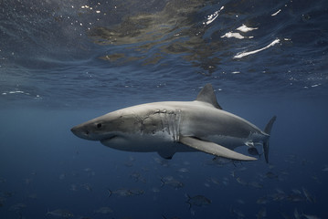 Great white shark swimming with a school of jack fish, Neptune Islands, South Australia.