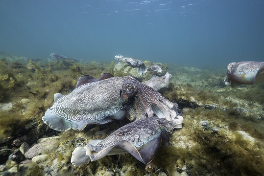 Giant Cuttlefish During The Mating And Migration Season For These Animals, Point Lowly, South Australia.