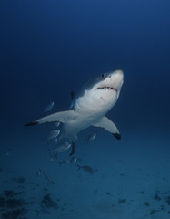 Great white shark swimming with a school of jack fish, Neptune Islands, South Australia.