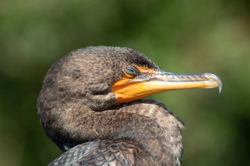cormorant in Florida swamp with teal eyes