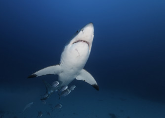 Great white shark swimming with a school of jack fish, Neptune Islands, South Australia.